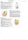 Fiches de révisions - PASS Anatomie 