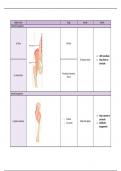 tabel heup- en onderbeenspieren