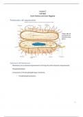 MIP 300 lecture 3 notes: cell wall