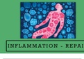 Inflammation and Repair