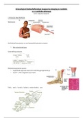 Immunologie - fysiologie van spierpezen