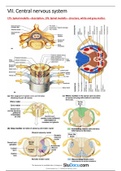 central nervous system 
