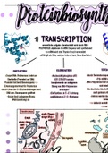 Lernzettel Biologie Proteinbiosynthese