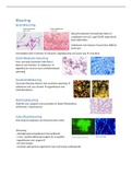 Samenvatting bacteriologie: kleuring en kweekmethoden
