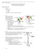 Limb and Trunk Anatomy Notes 