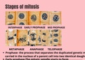  General Biology: Stages of Mitosis