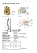 Samenvatting anatomie wervelkolom, rug, nek en buik NEXT 2