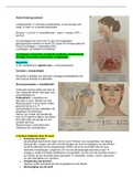 Samenvatting AFP ademhalingsstelsel 