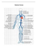Generalidades morfológicas del sistema respiratorio y circulatorio 