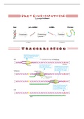 Proteinbiosynthese (mit Prozessierung), Codesonne & Mutationen
